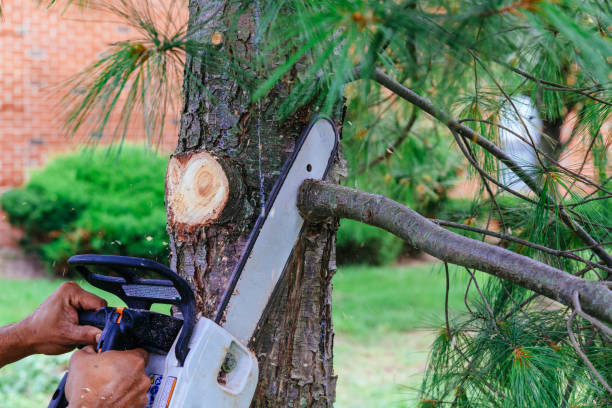 Leaf Removal in Lakeshire, MO